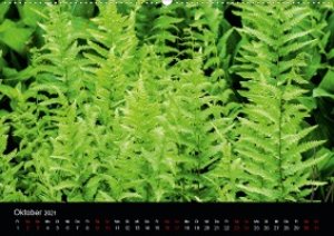 Farne - Filigrane Schönheiten (Wandkalender 2021 DIN A2 quer)