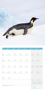 Pinguine Kalender 2025 - 30x30