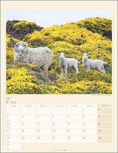 Schäfchen Kalender 2023. Süßer Fotokalender im Großformat. Flauschige Schäfchen in einem Posterkalender voll ländlicher Idylle. Großer Wandkalender 2023.