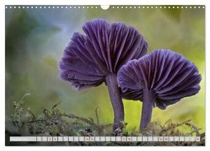 Pilze vor der Makrolinse 2024 (Wandkalender 2024 DIN A3 quer), CALVENDO Monatskalender