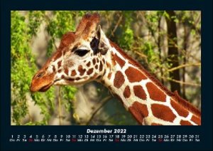 Giraffen Kalender 2022 Fotokalender DIN A4