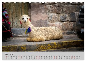 Unter Lamas und Alpakas (Wandkalender 2024 DIN A2 quer), CALVENDO Monatskalender