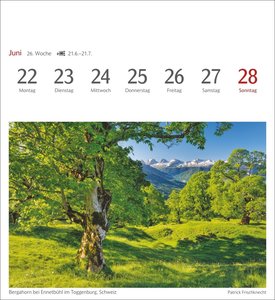 Bäume Postkartenkalender 2026