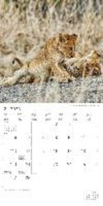 Tierbabys 2023 - Broschürenkalender 30x30 cm (30x60 geöffnet) - Kalender mit Platz für Notizen - Baby Animals - Bildkalender - Wandplaner - Alpha Edition
