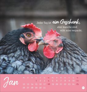 Hühner Postkartenkalender 2026