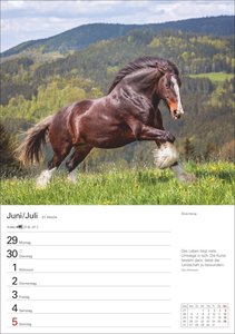 Pferde Wochenplaner 2026 - 53 faszinierende Fotografien