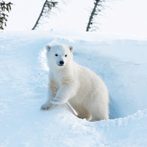 Polar Bears/Eisbärchen 2022