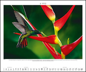 Regenwald 2023 - Bild-Kalender - Poster-Kalender - 60x50