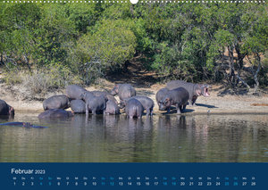 Nilpferde, Kolosse in Afrika (Wandkalender 2023 DIN A2 quer)
