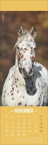 Pferde Lesezeichen & Kalender 2023. Tolle Pferdefotos in kleinem Format. Zweifach verwendbar, ein hübscher kleiner Tierkalender. Perfekt als kleine Aufmerksamkeit für Pferdeliebhaber.