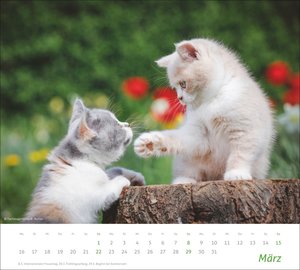 times&more Katzen Bildkalender 2026