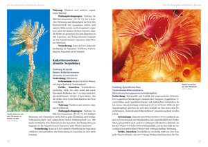 Röhrenwürmer im Meerwasseraquarium