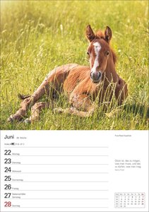 Pferde Wochenplaner 2026 - 53 faszinierende Fotografien