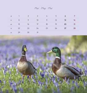 Gartenfreunde 2023 - Postkartenkalender 16x17 cm - Tiere - zum Aufstellen oder Aufhängen - Monatskalendarium - Gadget - Mitbringsel - Alpha Edition
