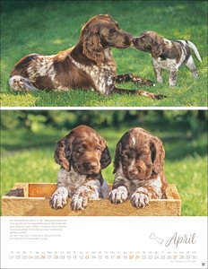 Hundekinder Posterkalender 2025