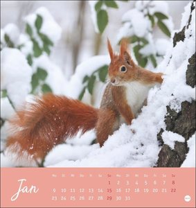 Eichhörnchen Postkartenkalender 2023