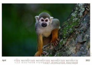 Affen - Zarte Primaten 2022 - White Edition - Timokrates Kalender, Wandkalender, Bildkalender - DIN A4 (ca. 30 x 21 cm)