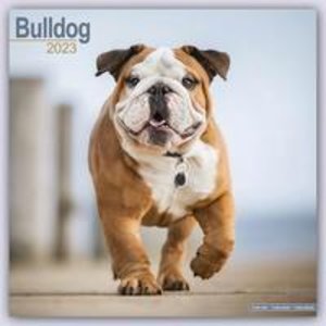Bulldog - Bulldoggen 2023 - 16-Monatskalender