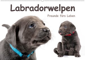 Labradorwelpen - Freunde fürs Leben