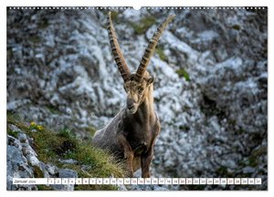 Steinböcke - Majestätische Tiere der Alpen (hochwertiger Premium Wandkalender 2024 DIN A2 quer), Kunstdruck in Hochglanz