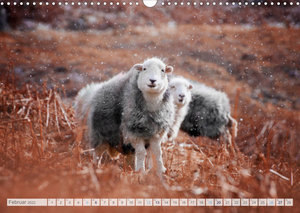 Schafe - Raues Wetter, weiche Wolle (Wandkalender 2022 DIN A3 quer)