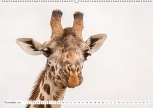 Emotionale Momente: Giraffen, die höchsten Tiere der Welt.