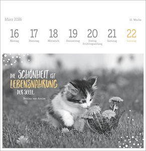 Katzen Weisheiten Premium-Postkartenkalender 2026