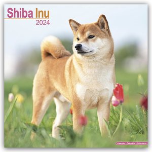 Shiba Inu 2024 - 16-Monatskalender