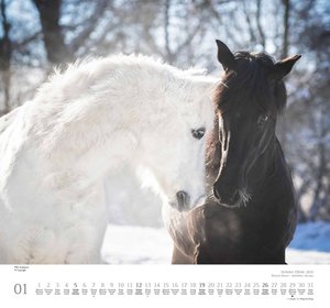 Geliebte Pferde 2025 – DUMONT-Wandkalender – Pferdefotografie von Christiane Slawik Format – 38,0 x 35,5 cm