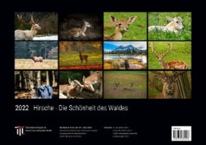 Hirsche - Die Schönheit des Waldes 2022 - Black Edition - Timokrates Kalender, Wandkalender, Bildkalender - DIN A3 (42 x 30 cm)