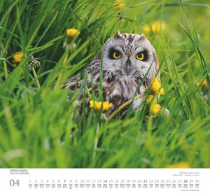 Geliebte Eulen 2024 - DUMONT Wandkalender - mit den wichtigsten Feiertagen - Format 38,0 x 35,5 cm