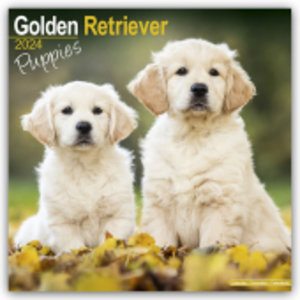 Golden Retriever Puppies - Golden Retriever-Welpen 2024 - 16-Monatskalender