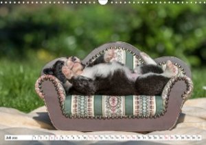 Gehütet wird später - Border Collie Welpen