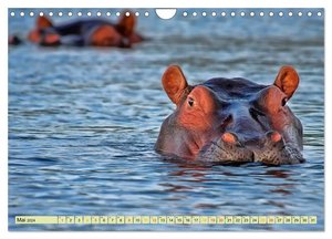 Flusspferde - gemütlich gefährlich (Wandkalender 2024 DIN A4 quer), CALVENDO Monatskalender