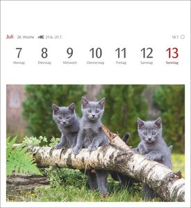 Katzen Postkartenkalender 2025