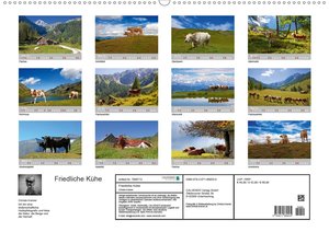 Friedliche Kühe (Wandkalender 2021 DIN A2 quer)