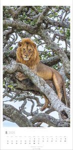 Big Cats Kalender 2026