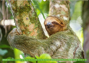 Leben im Urwald: ein Paradies für Tiere (Wandkalender 2022 DIN A2 quer)