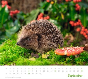times&more Heimische Tiere Bildkalender 2026