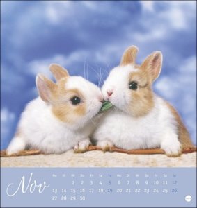 Süße Kaninchen Postkartenkalender 2023. Tierfotografin Monika Wegler setzt in einem kleinen Kalender niedliche Häschen in Szene. Tischkalender im Postkartenformat.