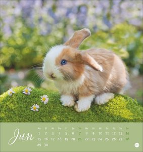 Süße Kaninchen Postkartenkalender 2026