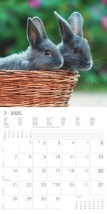 Kaninchen 2025 - Broschürenkalender 30x30 cm (30x60 geöffnet) - Kalender mit Platz für Notizen - Rabbits - Bildkalender - Wandplaner - Wandkalender