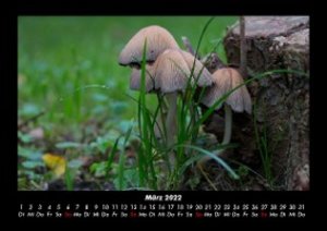 Pilzkalender 2022 Fotokalender DIN A3