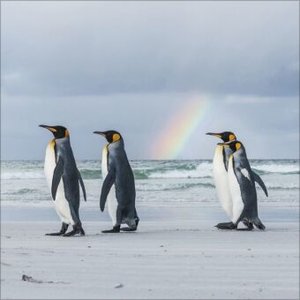 Pinguine 2025