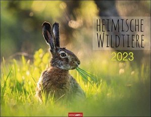 Heimische Wildtiere Kalender 2023. Von Igel bis Wildschein: Naturkalender im Großformat mit heimischen Arten. Posterkalender für Tierfreunde. Hochwertiger großer Wandkalender.