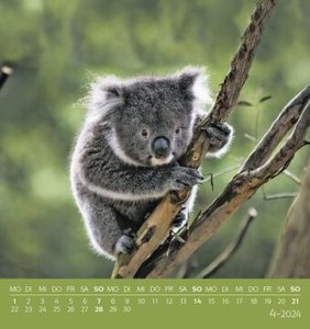 Koalas 2024