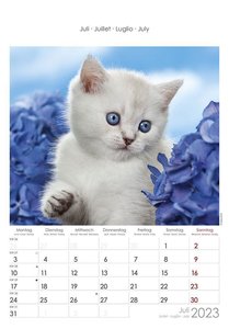 Katzen 2023 - Bildkalender 23,7x34 cm - Kalender mit Platz für Notizen - mit vielen Zusatzinformationen - Cats - Wandkalender - Alpha Edition
