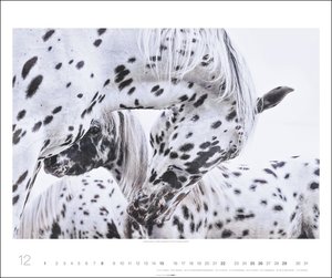 Pferde Kalender 2024. Tierkalender mit Warm- und Kaltblütern im Porträt. Ein großer Wand-Kalender mit den schönsten Fotos edler Pferde. Posterkalender 2024. 55x45 cm Querformat