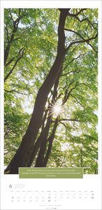 Wunderwelt der Bäume Kalender 2025