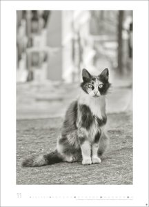 Cats Edition Kalender 2026